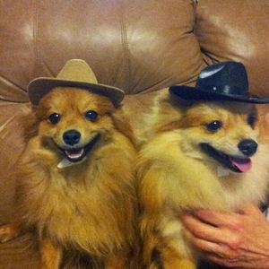 Meet your Posher, George